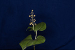 Maianthemum dilatatum (IMG_0086.tif)