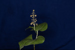 Maianthemum dilatatum (IMG_0087.tif)