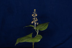Maianthemum dilatatum (IMG_0089.tif)