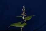 Maianthemum dilatatum (IMG_0091.tif)