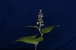 Maianthemum dilatatum (IMG_0092.tif)