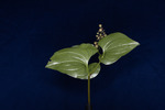 Maianthemum dilatatum (IMG_0195.tif)