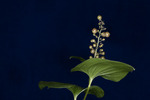 Maianthemum dilatatum (IMG_0225.tif)