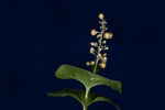 Maianthemum dilatatum (IMG_0227.tif)