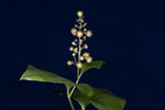 Maianthemum dilatatum (IMG_0229.tif)