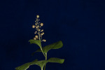 Maianthemum dilatatum (IMG_0238.tif)