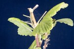 Ribes sanguineum (IMG_0003.jpg)