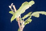 Ribes sanguineum (IMG_0004.jpg)