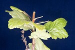 Ribes sanguineum (IMG_0009.jpg)