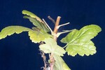Ribes sanguineum (IMG_0010.jpg)