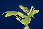 Ribes sanguineum (IMG_0012.jpg)