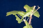 Ribes sanguineum (IMG_0013.jpg)