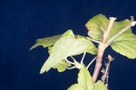 Ribes sanguineum (IMG_0014.jpg)