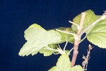 Ribes sanguineum (IMG_0015.jpg)