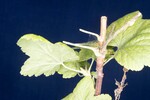 Ribes sanguineum (IMG_0016.jpg)