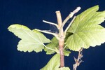 Ribes sanguineum (IMG_0017.jpg)