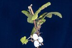 Ribes sanguineum (IMG_0124.jpg)