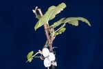 Ribes sanguineum (IMG_0125.jpg)