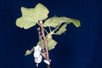 Ribes sanguineum (IMG_0128.jpg)