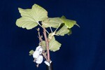 Ribes sanguineum (IMG_0129.jpg)