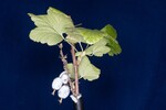 Ribes sanguineum (IMG_0130.jpg)