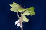 Ribes sanguineum (IMG_0131.jpg)