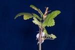 Ribes sanguineum (IMG_0135.jpg)