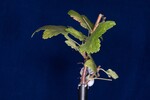 Ribes sanguineum (IMG_0136.jpg)