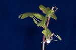 Ribes sanguineum (IMG_0137.jpg)