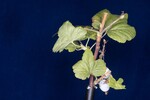 Ribes sanguineum (IMG_0140.jpg)
