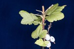 Ribes sanguineum (IMG_0144.jpg)