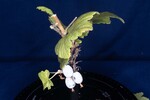 Ribes sanguineum (IMG_0146.jpg)