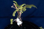 Ribes sanguineum (IMG_0147.jpg)