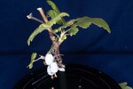 Ribes sanguineum (IMG_0148.jpg)