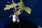 Ribes sanguineum (IMG_0150.jpg)
