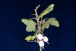 Ribes sanguineum (IMG_0167.jpg)