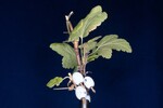Ribes sanguineum (IMG_0168.jpg)