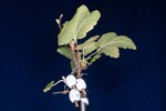 Ribes sanguineum (IMG_0169.jpg)