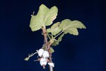 Ribes sanguineum (IMG_0170.jpg)