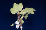 Ribes sanguineum (IMG_0171.jpg)