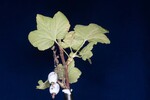 Ribes sanguineum (IMG_0172.jpg)
