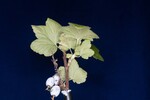 Ribes sanguineum (IMG_0174.jpg)