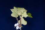 Ribes sanguineum (IMG_0175.jpg)