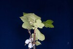 Ribes sanguineum (IMG_0176.jpg)