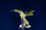 Ribes sanguineum (IMG_0178.jpg)