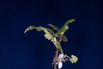 Ribes sanguineum (IMG_0180.jpg)