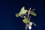 Ribes sanguineum (IMG_0183.jpg)