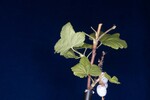 Ribes sanguineum (IMG_0184.jpg)