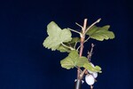 Ribes sanguineum (IMG_0185.jpg)