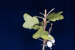 Ribes sanguineum (IMG_0186.jpg)